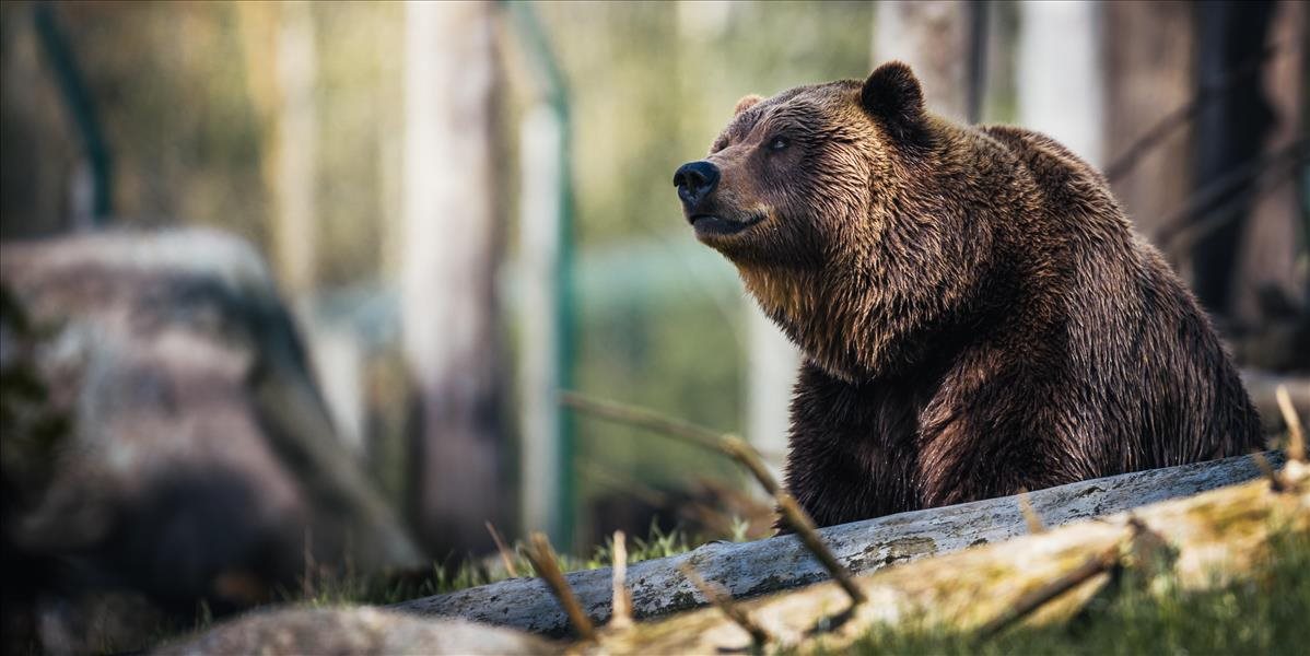 Hotel v Tatrách zažil nečakanú návštevu! Medveď si to namieril priamo na terasu!