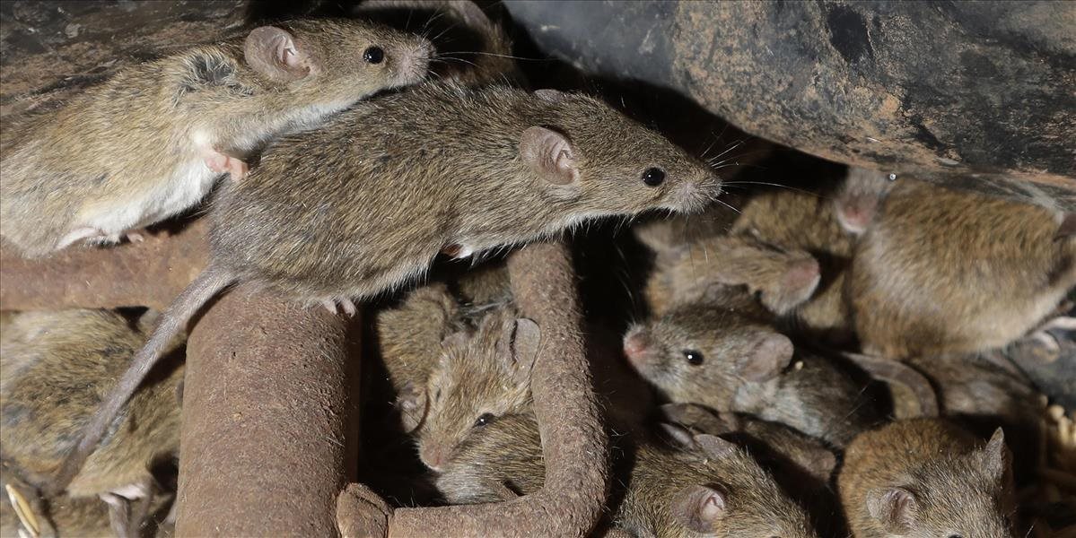 Austrália bojuje s inváziou myší! Hlodavce likvidujú všetko, čo im príde pod zuby