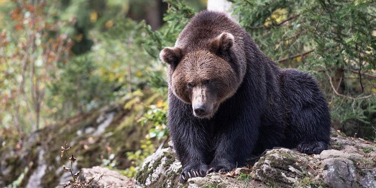Ak uvidíte medveďa v blízkosti ľudských obydlí, kontaktujte zásahový tím, žiada verejnosť envirorezort