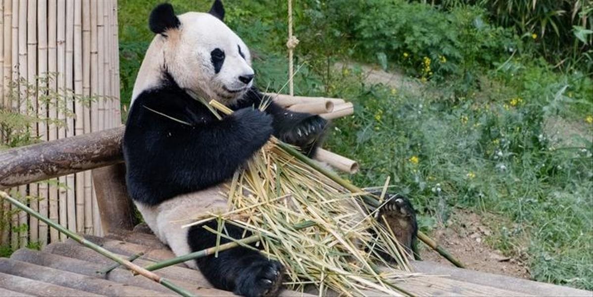 Pandy sú konečne zachránené, už nepatria medzi ohrozené druhy