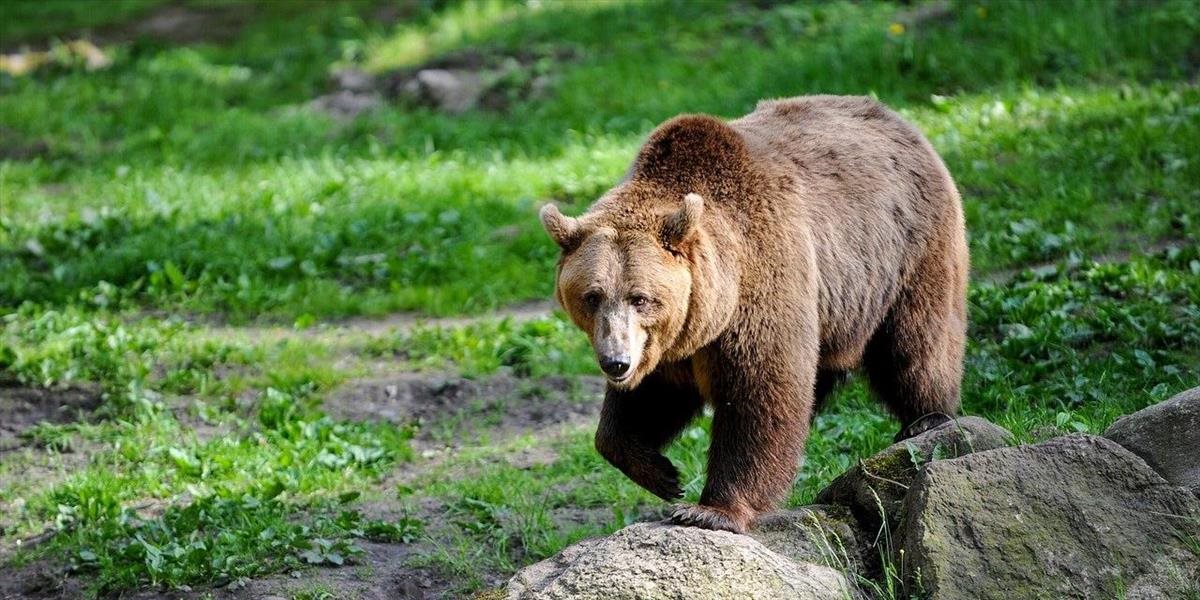 Za obeť padla ďalšia medvedica! Ideme si pre svoje nezodpovedné správanie vykynožiť chránený druh?