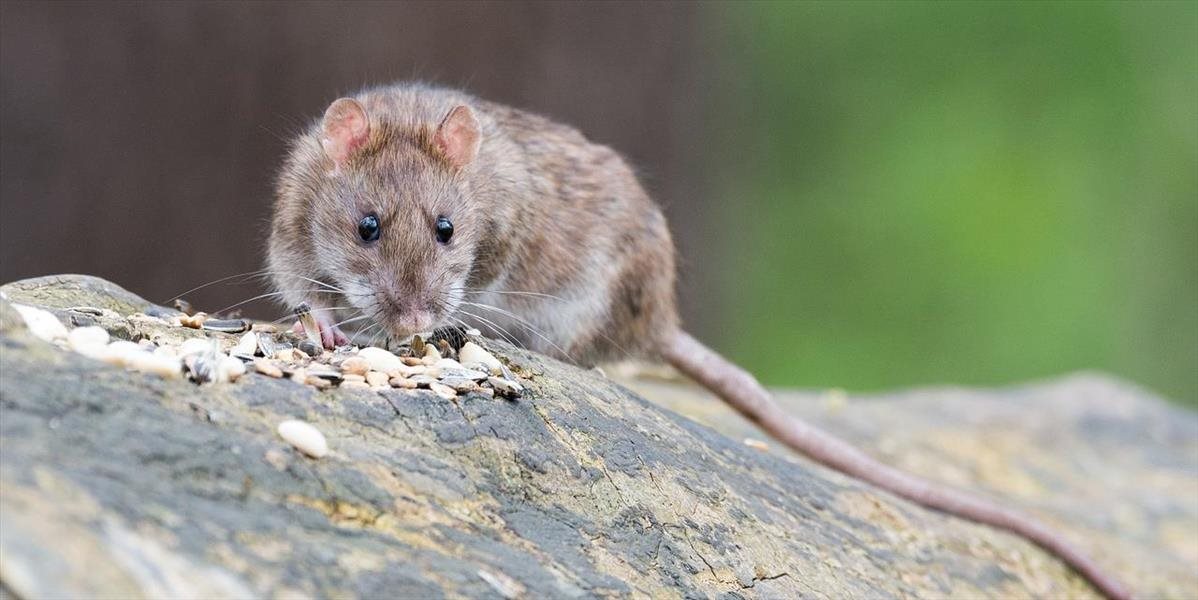 Ženu počas večernej prechádzky napadlo vyše 100 potkanov