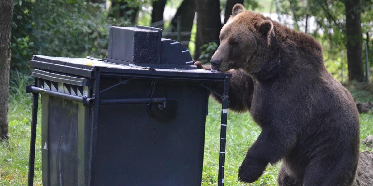 Medvede sa objavujú v blízkosti ľudských obydlí z viacerých dôvodov