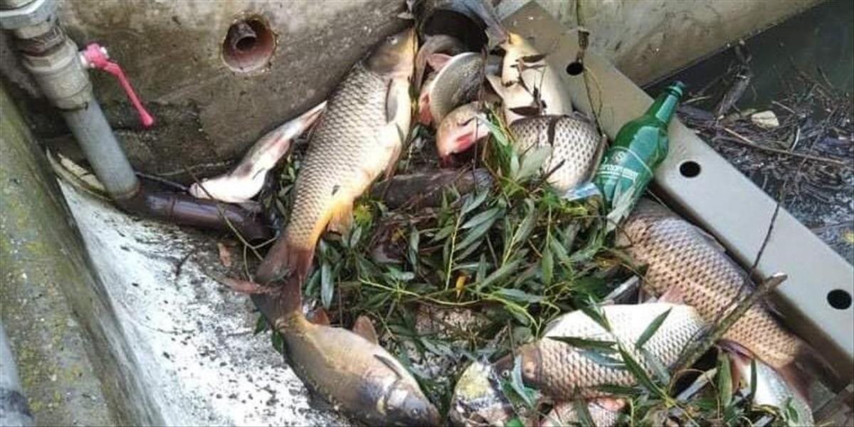 Na rieke Hron došlo k ekologickej katastrofe. Miestni rybári zbierajú tony uhynutých rýb!