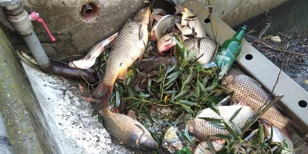 Smutná bilancia po ekologickej katastrofe na rieke Hron. Rybári vylovili viac ako päť ton uhynutých rýb
