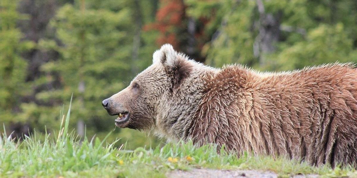 Ochranári našli dva uhynuté medvede, zrejme ide o "dielo" pytliakov