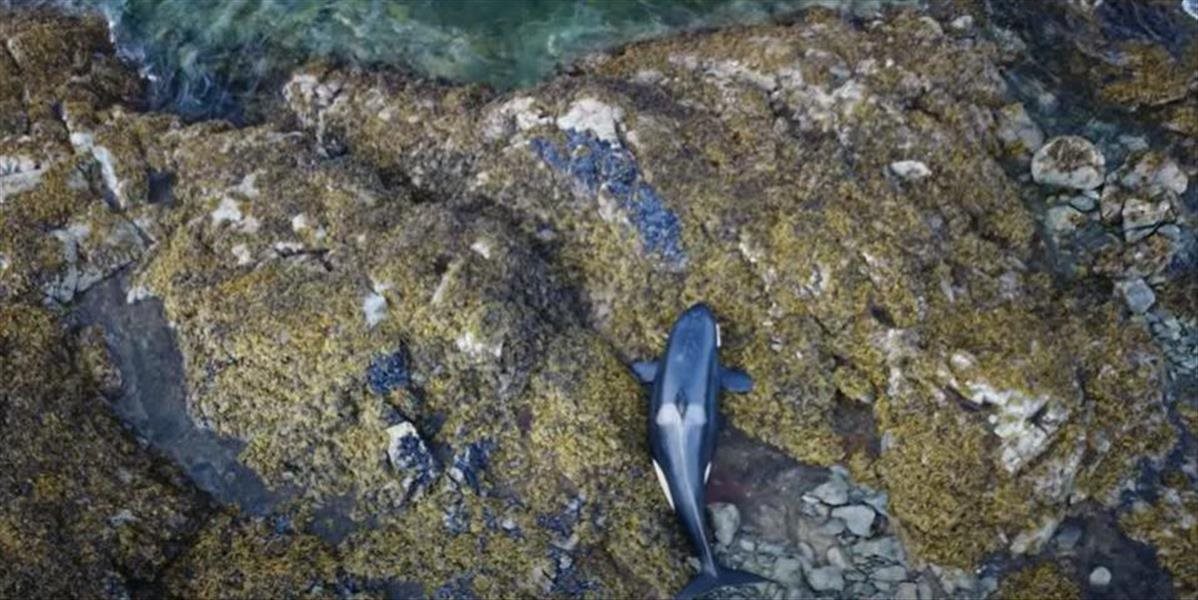 VIDEO: Kosatka, ktorá uviazla na pobreží Aljašky,  je už späť v oceáne!
