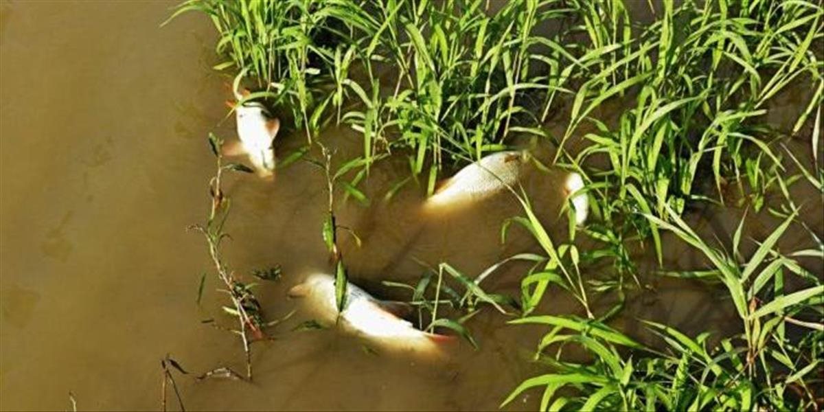 Ďalšia ekologická katastrofa! Inšpekcia preveruje masívny úhyn rýb a rakov