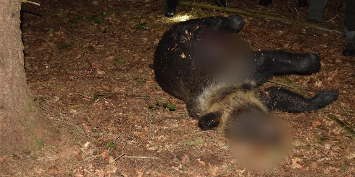 Pytliaci sa opäť činili. Polícia našla zastreleného medveďa