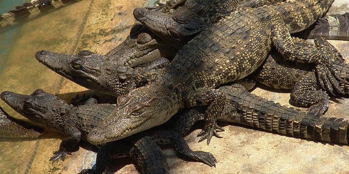 Z voľnej prírody sa takmer vytratili. V Kambodži objavili mláďatá ohrozeného druhu krokodíla