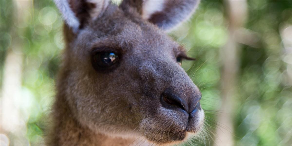 VIDEO: Ohavný čin - tínedžeri zabili bezbranné kengury. Hrozí im väzenie