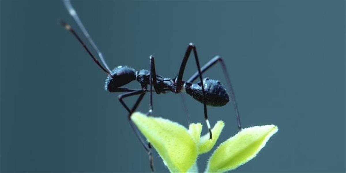 Neuveriteľné priznanie! Kazateľ tvrdí, že na neho prehovoril mravec