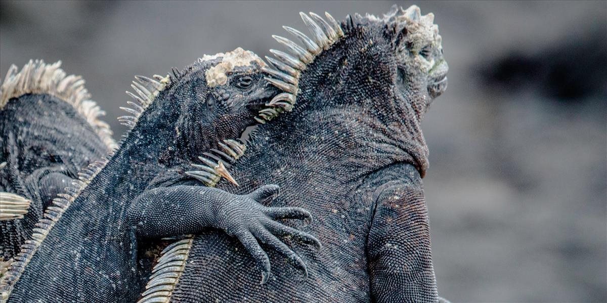 Prírodná rezervácia Galapágy by sa mohla rozšíriť. Na klimatickom summite to navrhol ekvádorský prezident