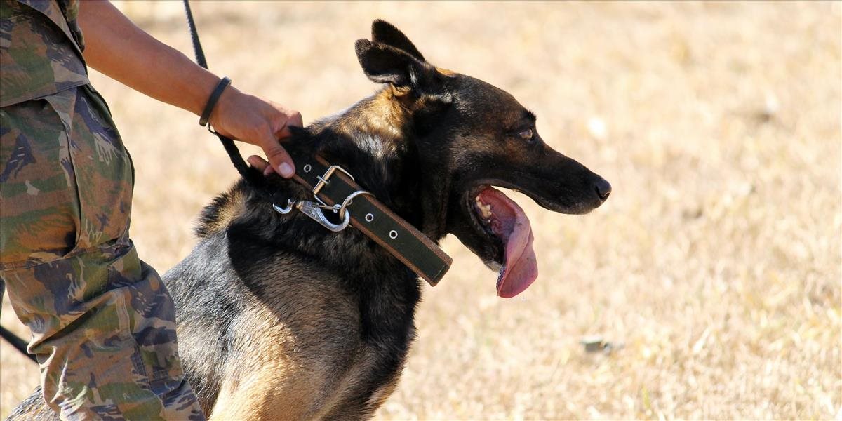 Rakúska armáda oslavuje obrovský úspech! Vycvičila psov na detekovanie koronavírusu