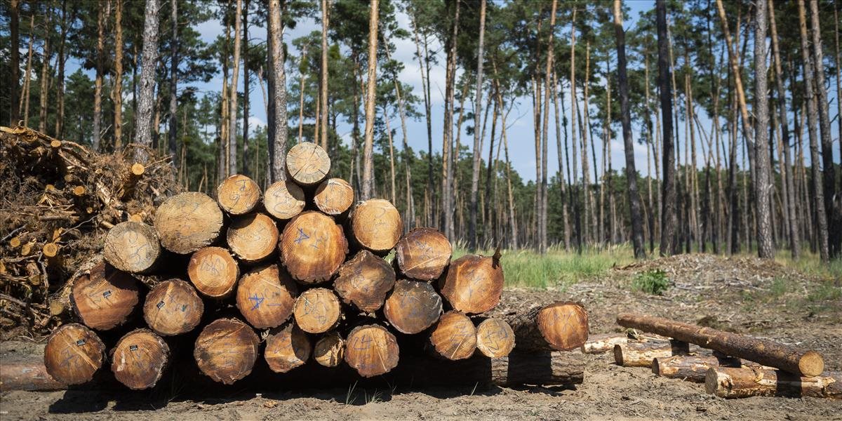 Satelitné snímky potvrdzujú úbytok našich lesov. Ktoré oblasti sú najviac postihnuté?