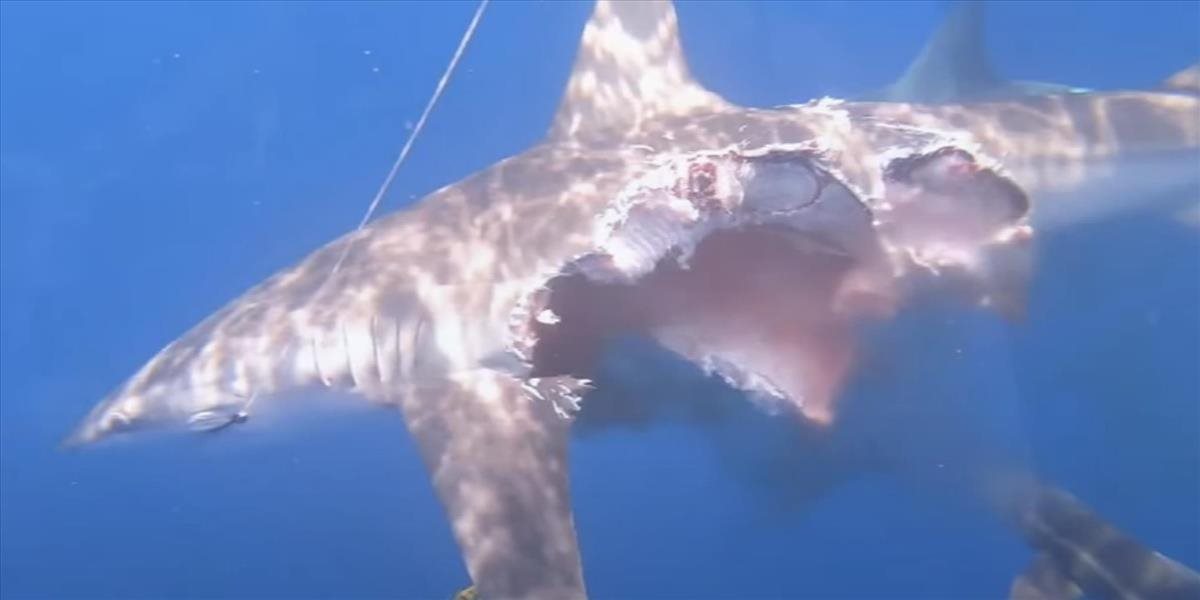 VIDEO Neuveriteľné! Žralok s odhryznutou časťou tela plával, akoby sa nič nedialo