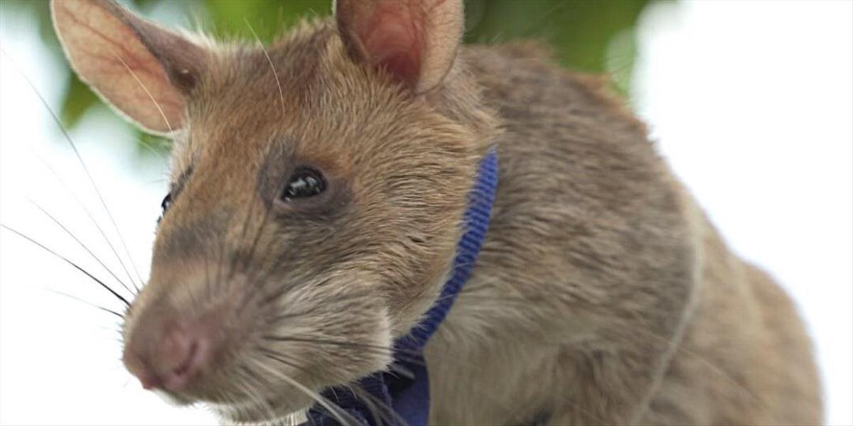 Zomrel potkan, ktorý zachránil tisíce životov