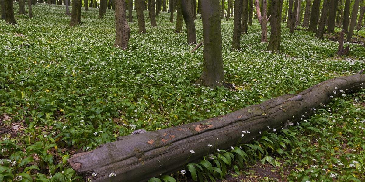 Na Slovensku vznikne nová prírodná rezervácia