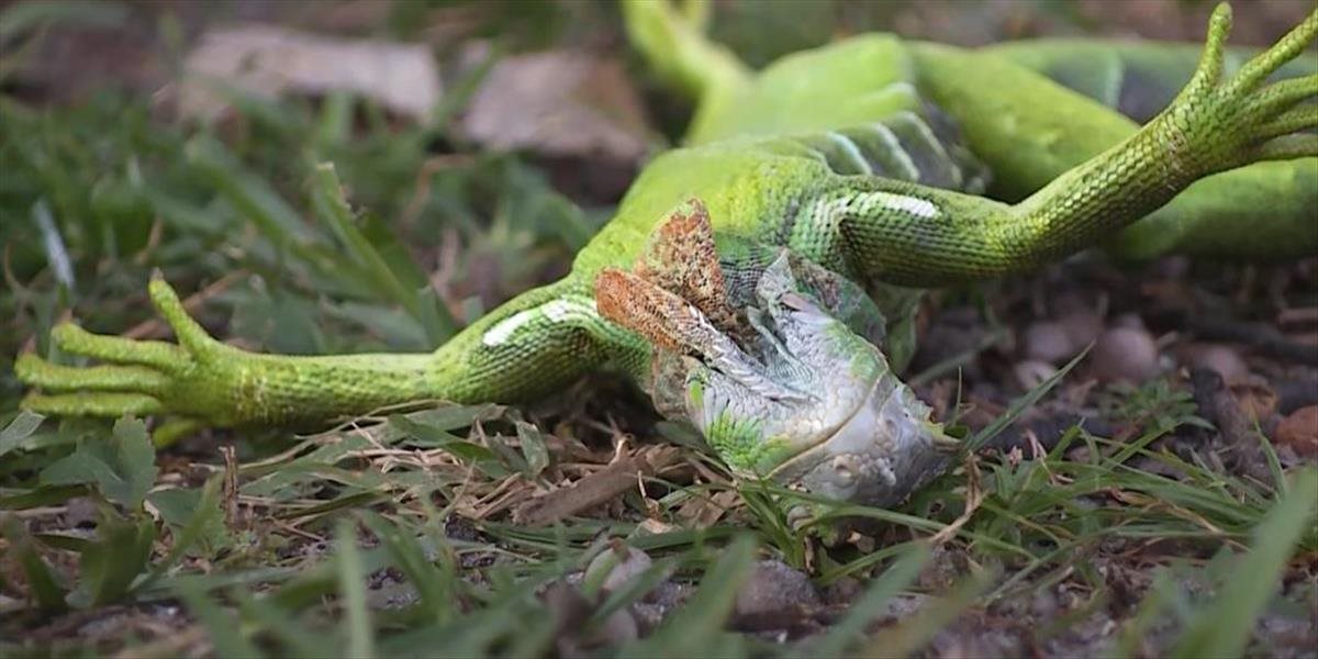 VIDEO: Meteorológovia varujú pred padajúcimi leguánmi!