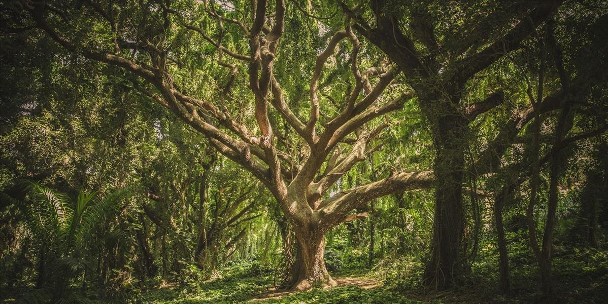 Na svete je vyše 9 000 neobjavených druhov stromov