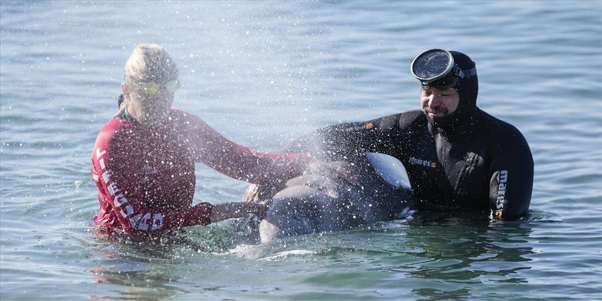 Pri gréckom ostrove našli uhynutú veľrybu z aténskej pláže
