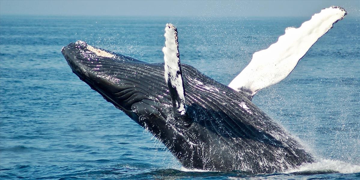 Island plánuje od roku 2024 ukončiť komerčný lov veľrýb