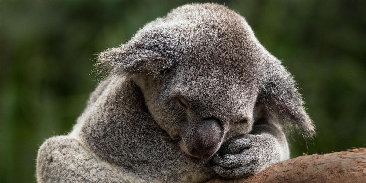 Austrália zaradila koaly medzi ohrozené druhy