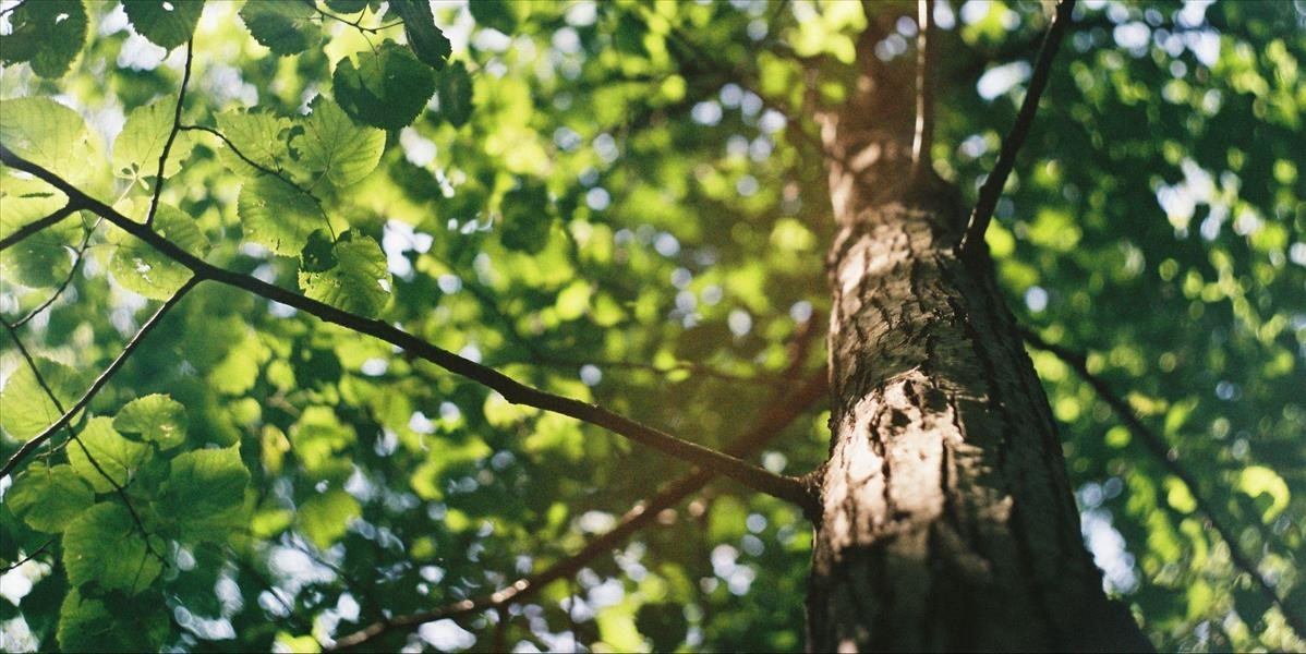 V Žiline pribudlo vlani 350 dlhovekých stromov