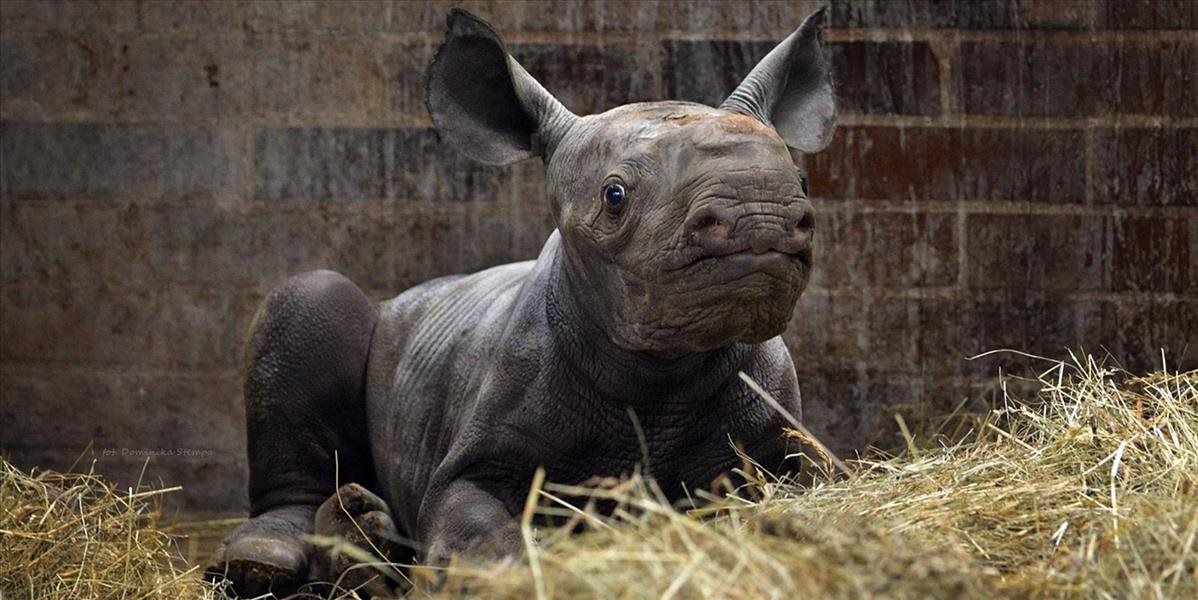V ZOO sa narodilo mláďa ohrozeného druhu nosorožca, dostalo meno Kyjev