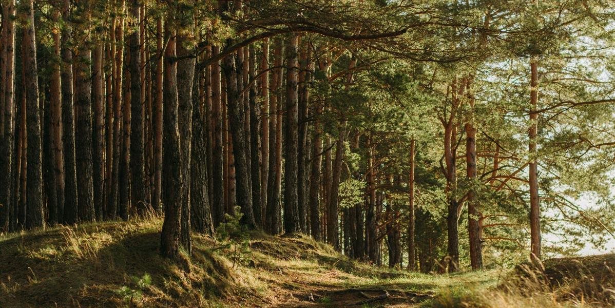 Nepodmienečné tresty pre aktérov z kauzy Slánske lesy
