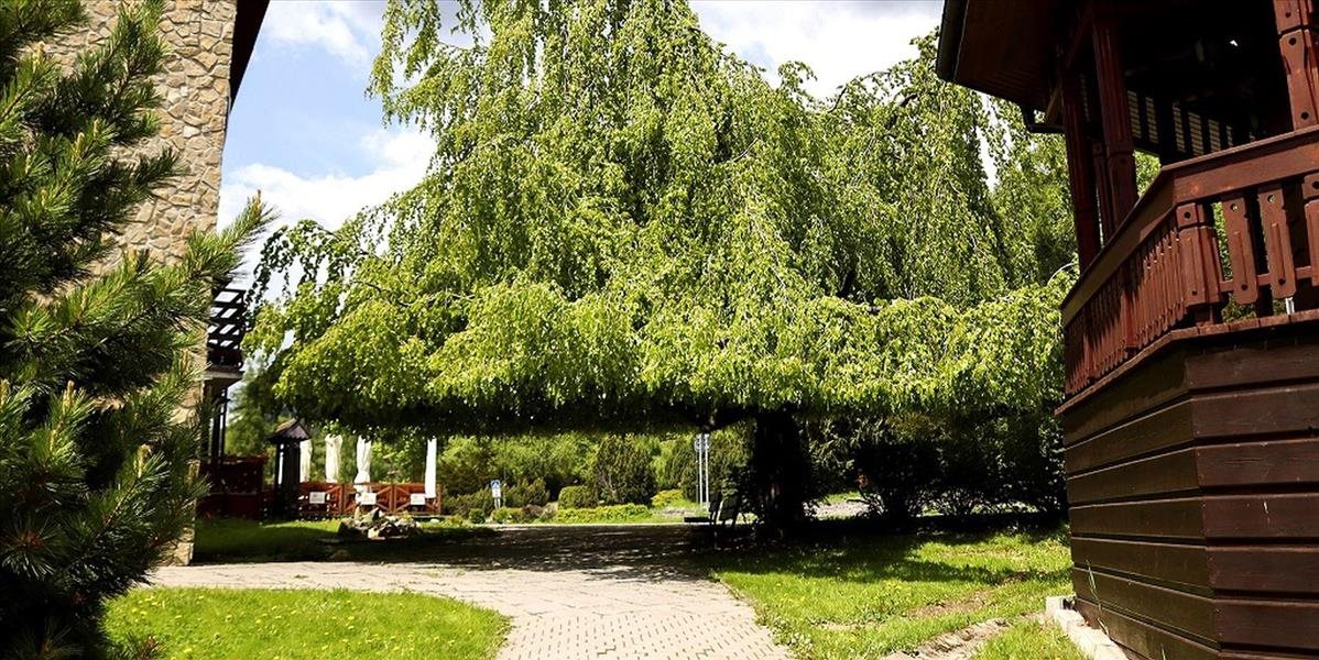 Tatranský dáždnik skončil v ankete Európsky strom roka 2022 na úctyhodnom mieste
