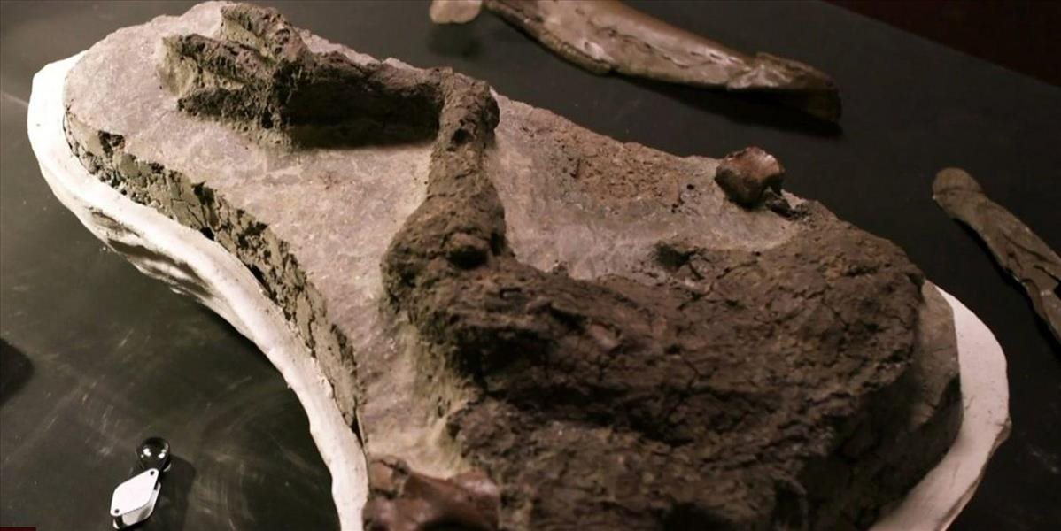 Objavili fosíliu dinosaura, ktorý zahynul v deň, keď Zem zasiahol asteroid
