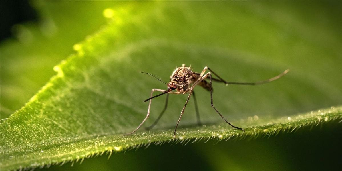 Vedci v Kalifornii vypustia geneticky modifikované komáre