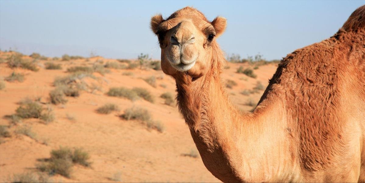 VIDEO: Exkluzívna nemocnica pre ťavy. Pozrite na ten luxus za 10 miliónov dolárov