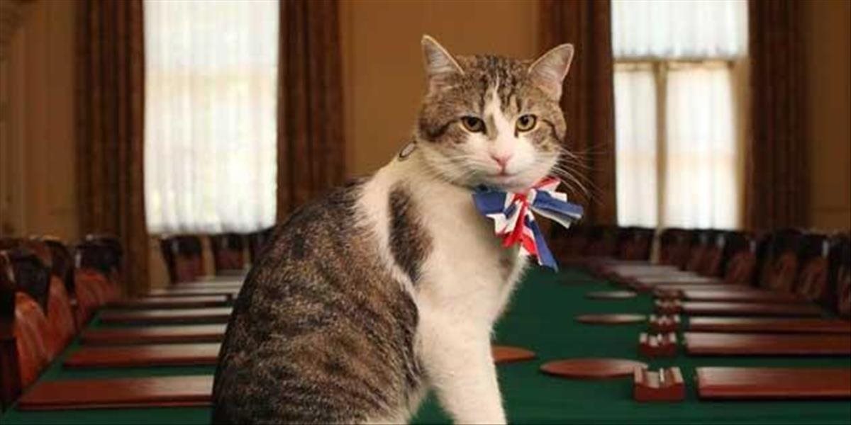 Britská vláda udeľuje mačkám titul „hlavný myšiar vládneho kabinetu“