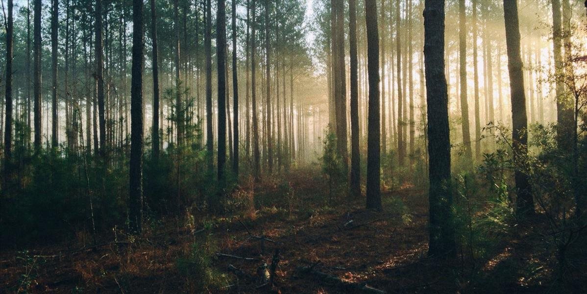 Slovenskí a českí lesníci zavŕšili projekt lesných ekosystémov