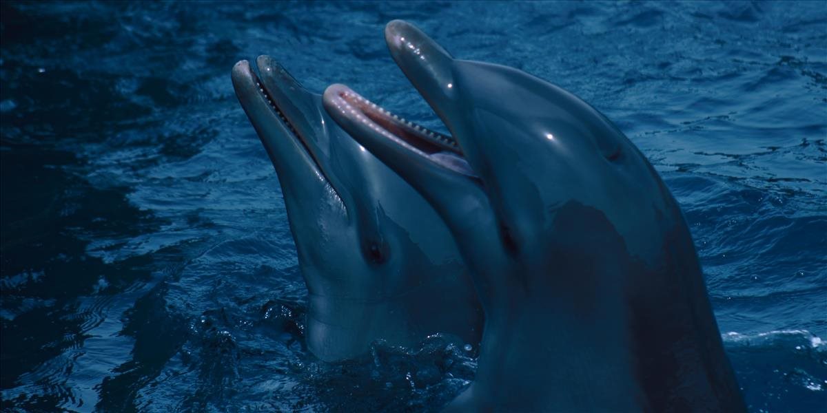 Rusi vypustili pri Kryme trénované vojenské delfíny. Majú jasnú úlohu!