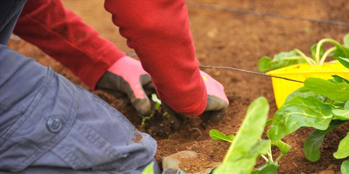 MÁJ V ZÁHRADE Čo sadiť, ako chrániť úrodu a na čo by sme nemali zabudnúť?