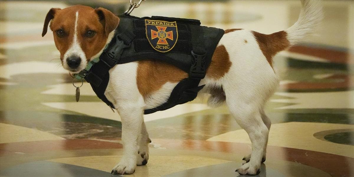 VIDEO: Volodymyr Zelenskyj ocenil psa. Za čo si zaslúžil medailu?