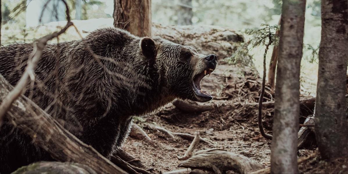 Ľudia majú strach! Útoky medveďov na turistov v blízkosti horského hotela pribúdajú