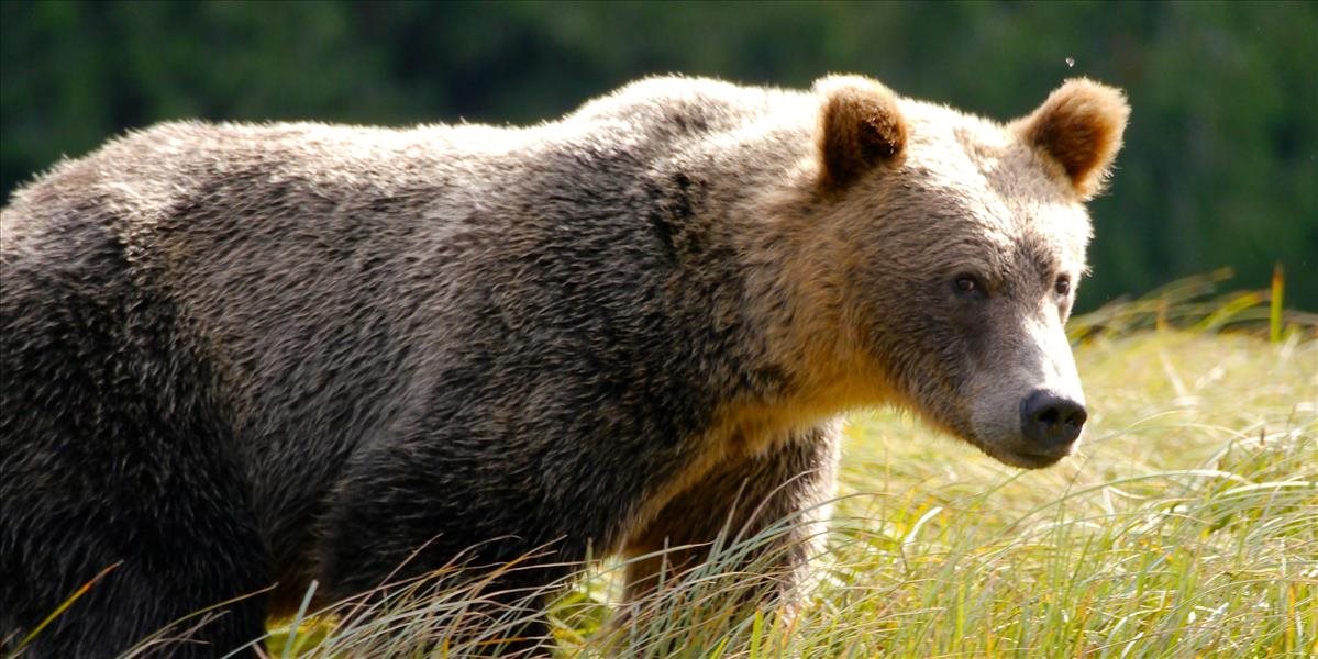 Šéf zásahového tímu: Medvede netúžia po stretoch s ľuďmi. Niektoré však svoje správanie už nezmenia