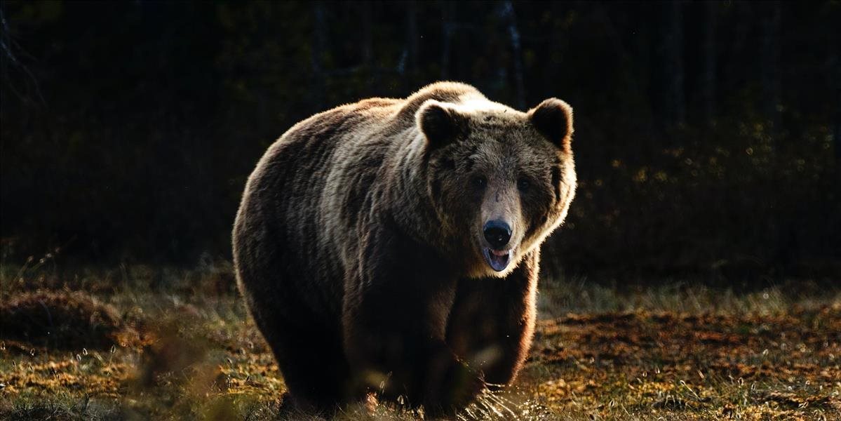 Na Podpoľaní usmrtili nebezpečného jedinca medveďa hnedého, problém hlási aj Bratislava!