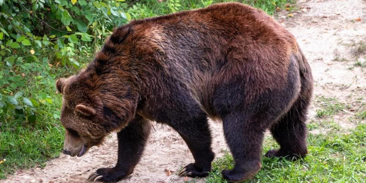 Zásahový tím musel odstrániť agresívnych medveďov
