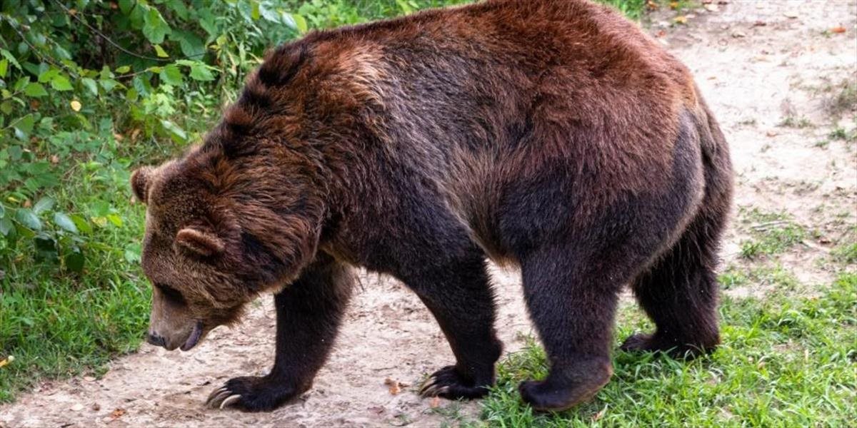 Na diaľnici D1 usmrtili zrazeného medveďa