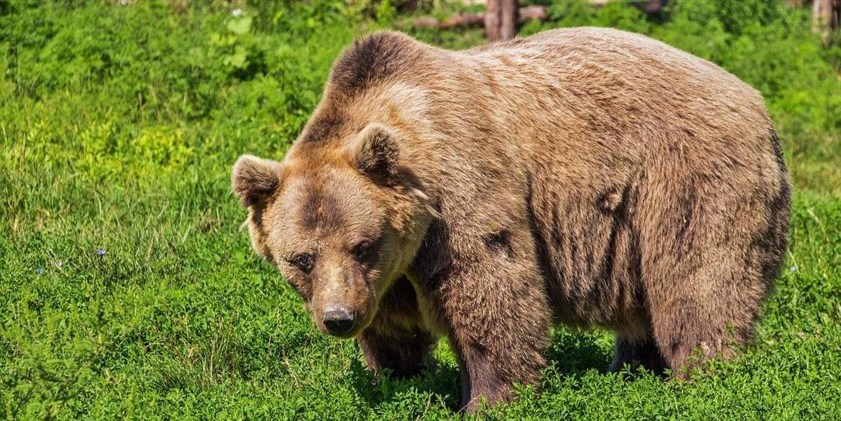 ŠOP prináša rady, čo robiť pri strete s medveďom. Útok podľa ochranárov vždy vyprovokuje človek