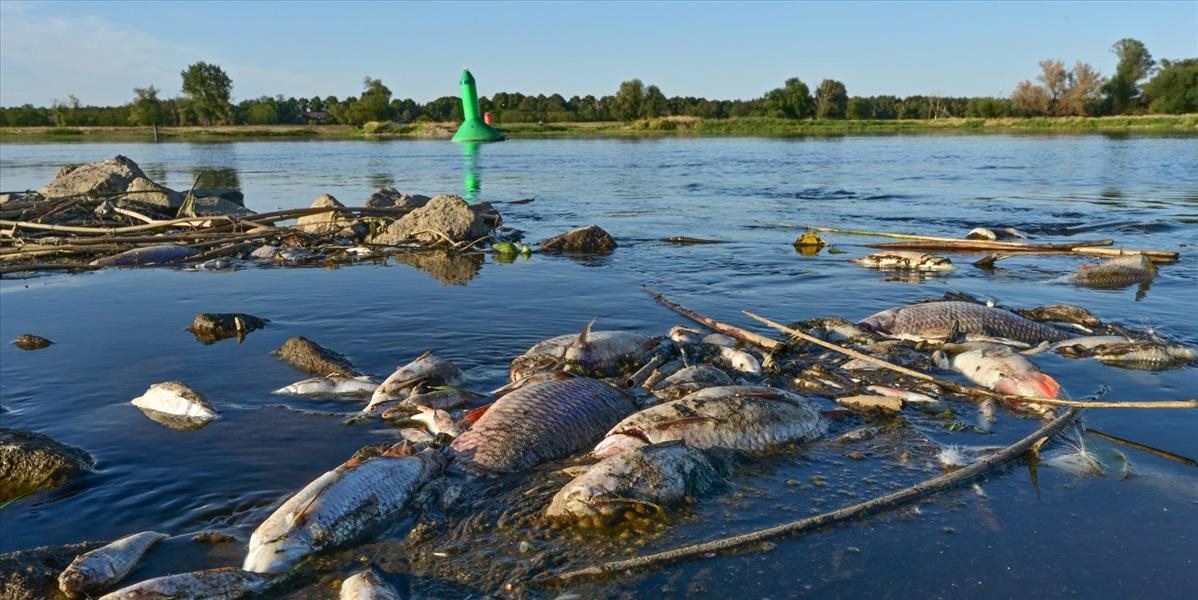 Obrovský úhyn rýb spôsobilo vypustenie chemického odpadu do Odry