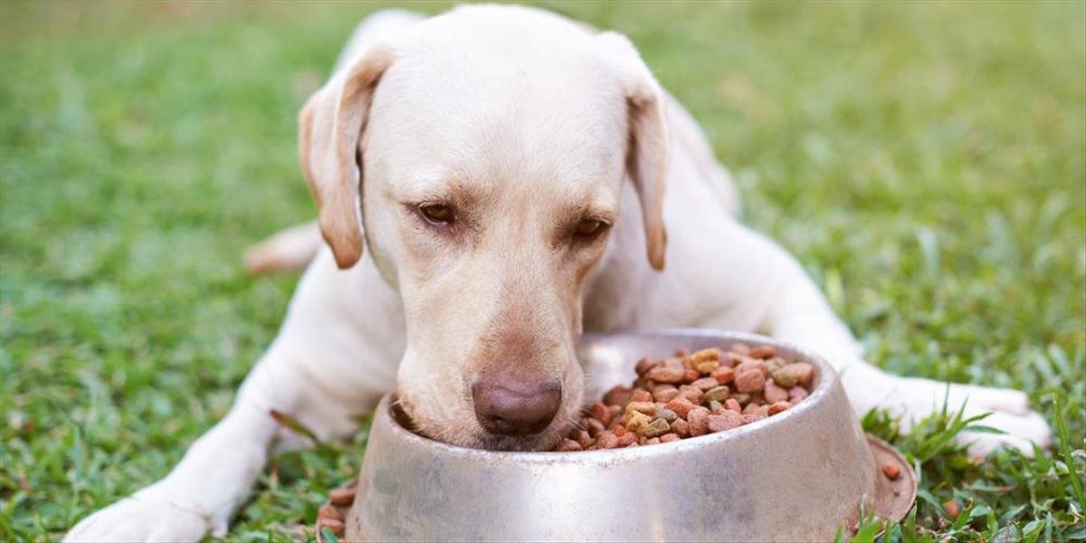 Kvalita krmiva Vášho psa je dôležitá.