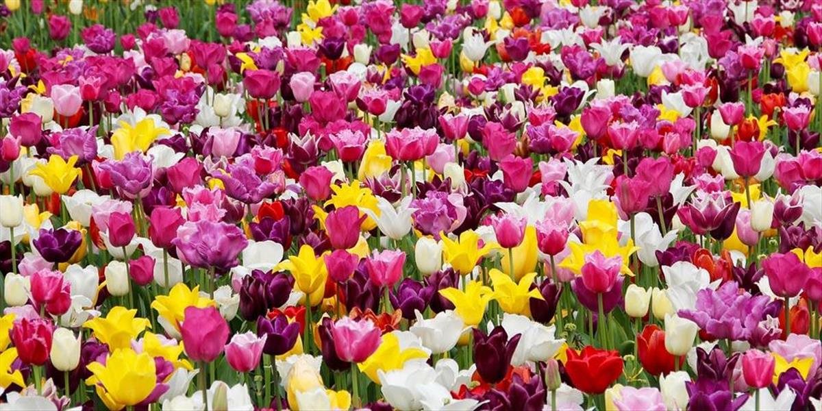 Nitra: Mesto budú krášliť tisícky tulipánov, sú darom Holandského kráľovstva