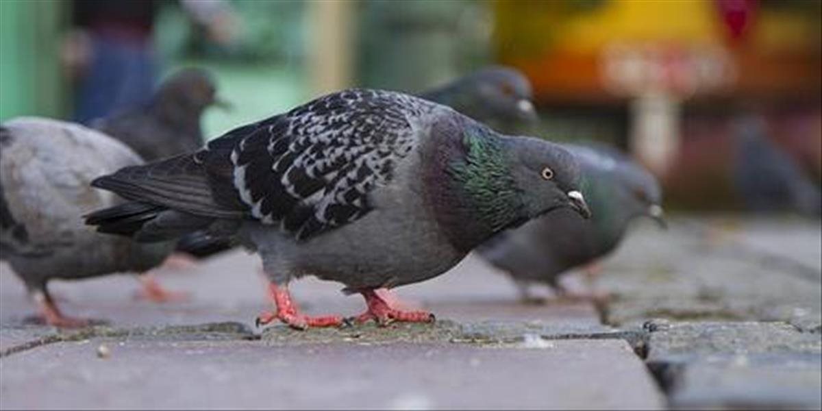 Šaľa: Mesto spustilo odchyt holubov do živolovných pascí