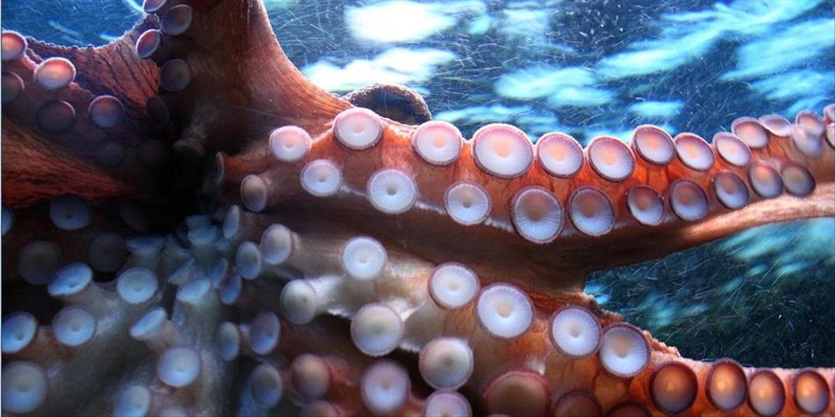Jed z chobotnice môže byť významným faktorom v liečbe rakoviny kože